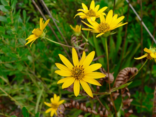 {Helianthus longifolius}
